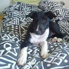 Blanding af racer tezz