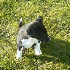 Blanding af racer tezz