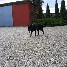 Schæferhund Tessi *død*