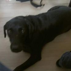 Labrador retriever Rico  (Formel 1)