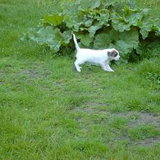 Blanding af racer zara