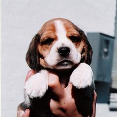 Beagle Sofus (lille Y)