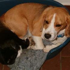 Beagle Sofus (lille Y)