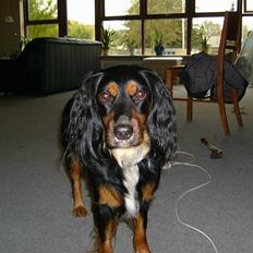 Blanding af racer Bailey