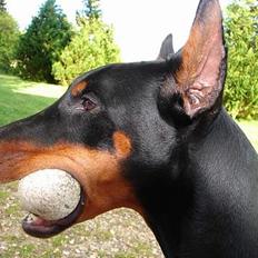 Dobermann Jessie di Altobello *død*