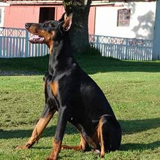 Dobermann Jessie di Altobello *død*