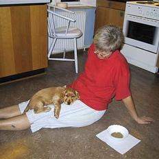 Cocker spaniel Bongo