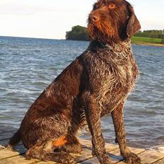 Ruhåret hønsehund Madsen