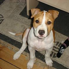 Blanding af racer Emma amstaff/ bullterrier