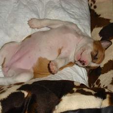 Blanding af racer Emma amstaff/ bullterrier