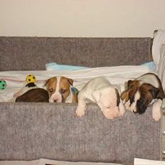 Blanding af racer Emma amstaff/ bullterrier