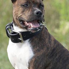 Amerikansk staffordshire terrier Freja