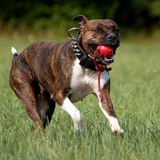 Amerikansk staffordshire terrier Freja