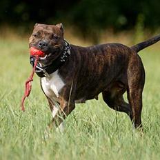 Amerikansk staffordshire terrier Freja