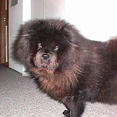 Chow chow Kinna † RIP †