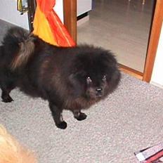 Chow chow Kinna † RIP †
