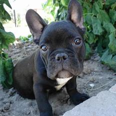 Fransk bulldog Eigil