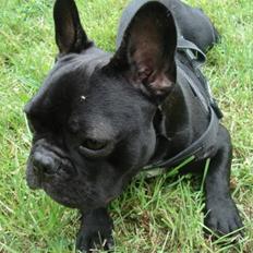Fransk bulldog Eigil