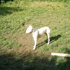 Dogo argentino Esto Del Cavdillo