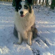 Australian shepherd Alve