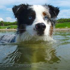 Australian shepherd Alve