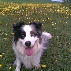 Australian shepherd Alve