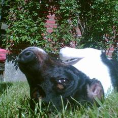 Dansk svensk gaardhund Mulle <3