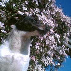 Dansk svensk gaardhund Mulle <3