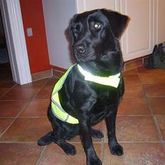 Labrador retriever Fiffy