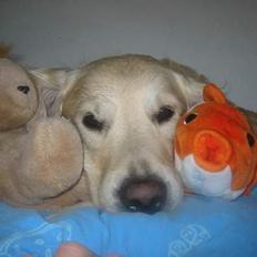 Golden retriever Nanoq