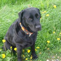 Labrador retriever Fiffy