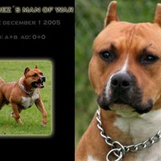 Amerikansk staffordshire terrier Alvarez`s man o war "Gott