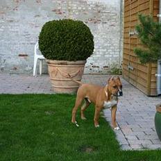 Amerikansk staffordshire terrier Alvarez`s man o war "Gott