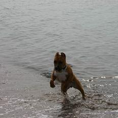 Amerikansk staffordshire terrier Alvarez`s man o war "Gott