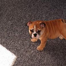 Engelsk bulldog Sascha