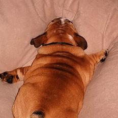 Engelsk bulldog Sascha