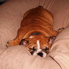 Engelsk bulldog Sascha