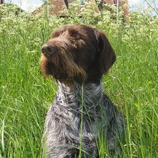 Ruhåret hønsehund Madsen