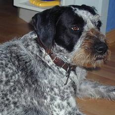 Blanding af racer Berta