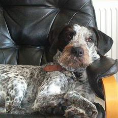 Blanding af racer Berta