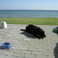 Labrador retriever Rico  (Formel 1)