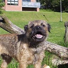 Border terrier Anton 
