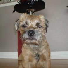 Border terrier Anton 