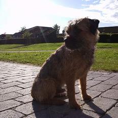 Border terrier Anton 