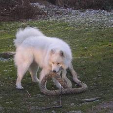 Samojedhund CC