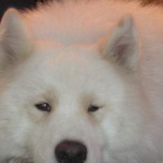 Samojedhund CC
