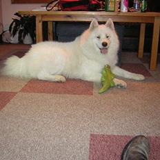 Samojedhund CC