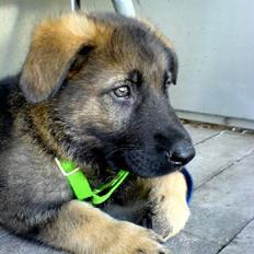 Schæferhund Hedegårds Hunter