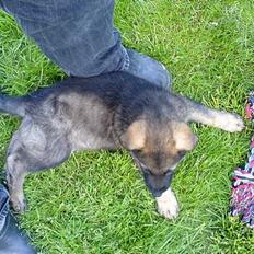 Schæferhund Hedegårds Hunter