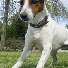 Jack russell terrier Tarzan